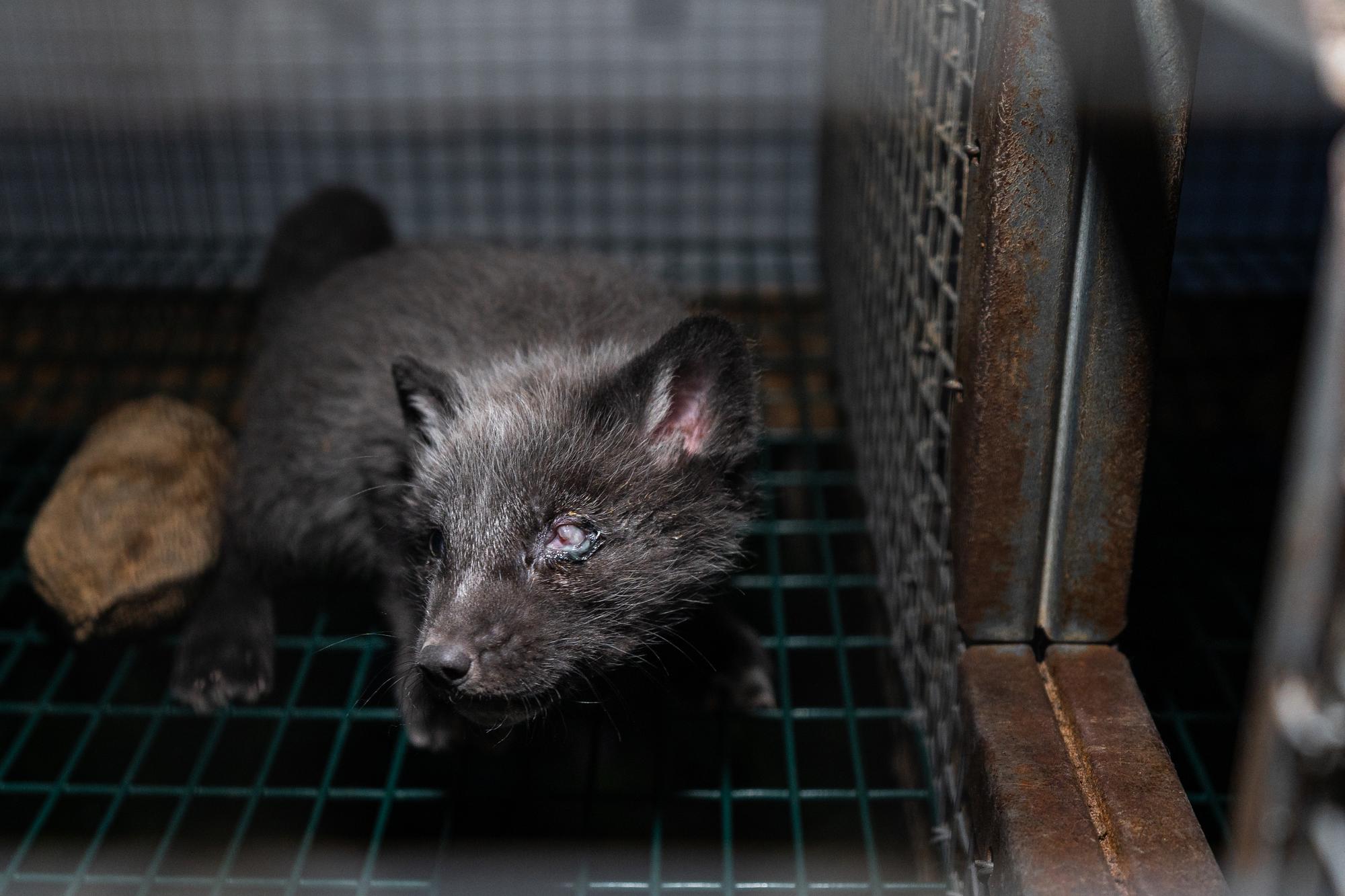 Investigación granjas peleteras Finlandia